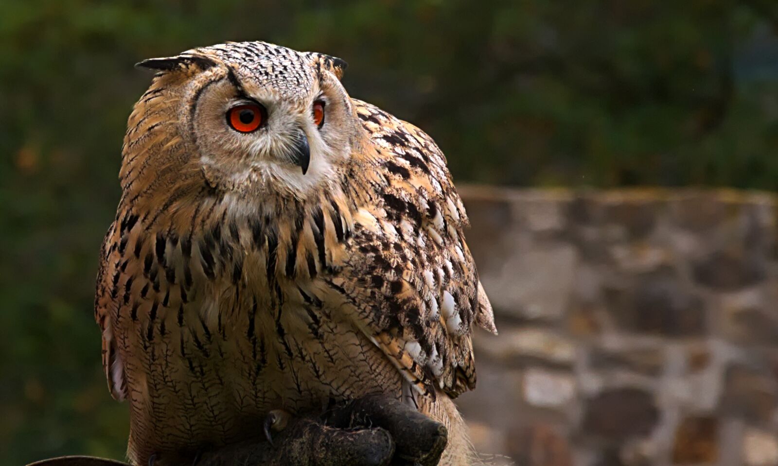 Nikon D3300 sample photo. Owl, eagle owl, head photography