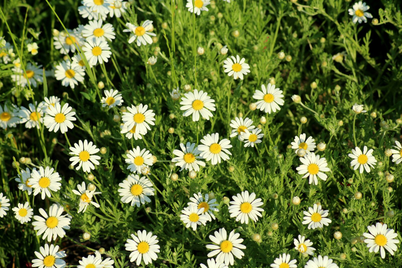 Canon EOS 1200D (EOS Rebel T5 / EOS Kiss X70 / EOS Hi) sample photo. Rumian grasshopper, wildflowers, white photography