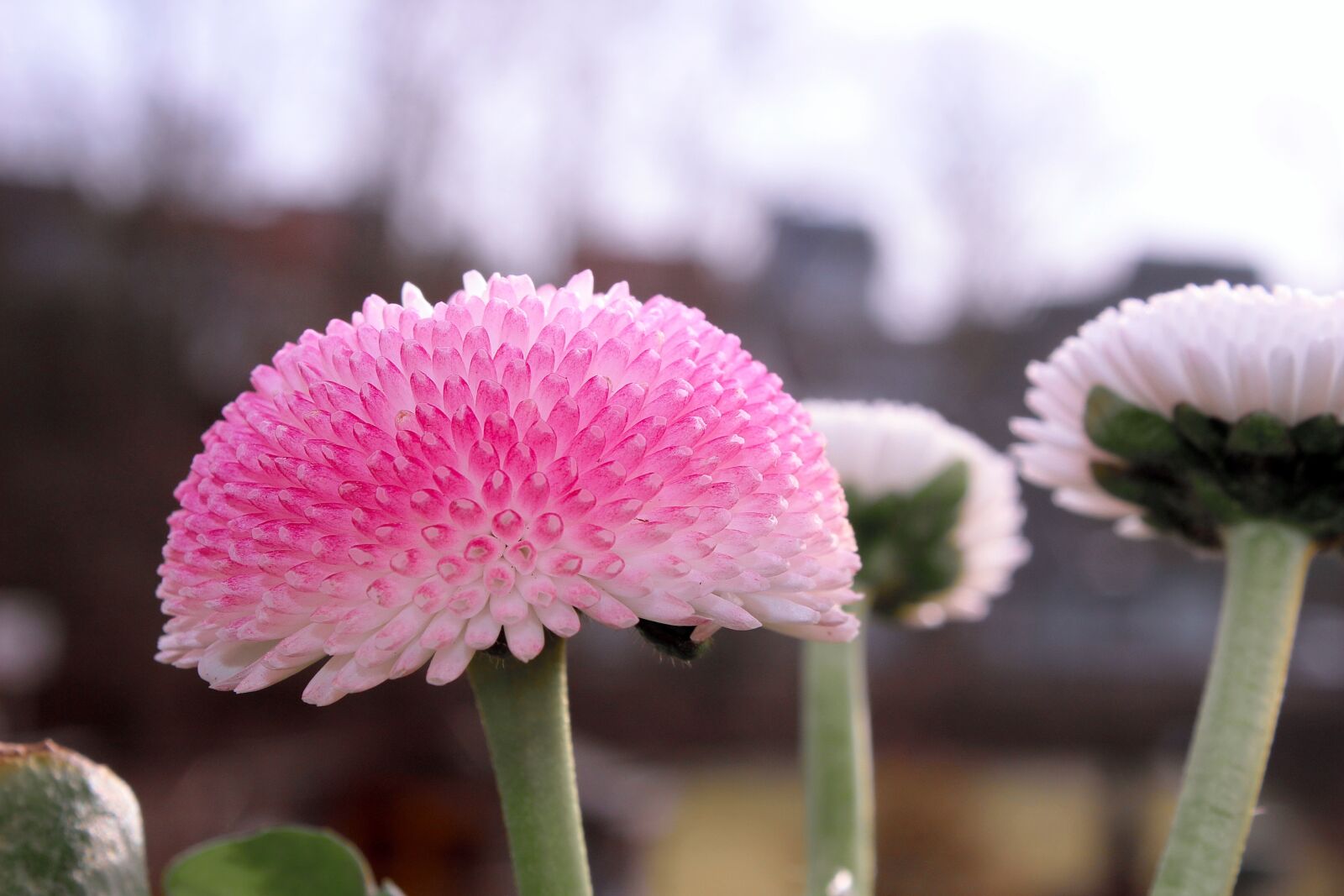 Canon EOS 600D (Rebel EOS T3i / EOS Kiss X5) sample photo. Nature, plant, flower photography