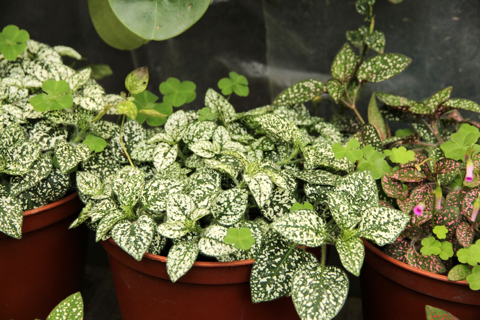 Canon EOS 650D (EOS Rebel T4i / EOS Kiss X6i) sample photo. Gipoestes, hypoestes, plant photography