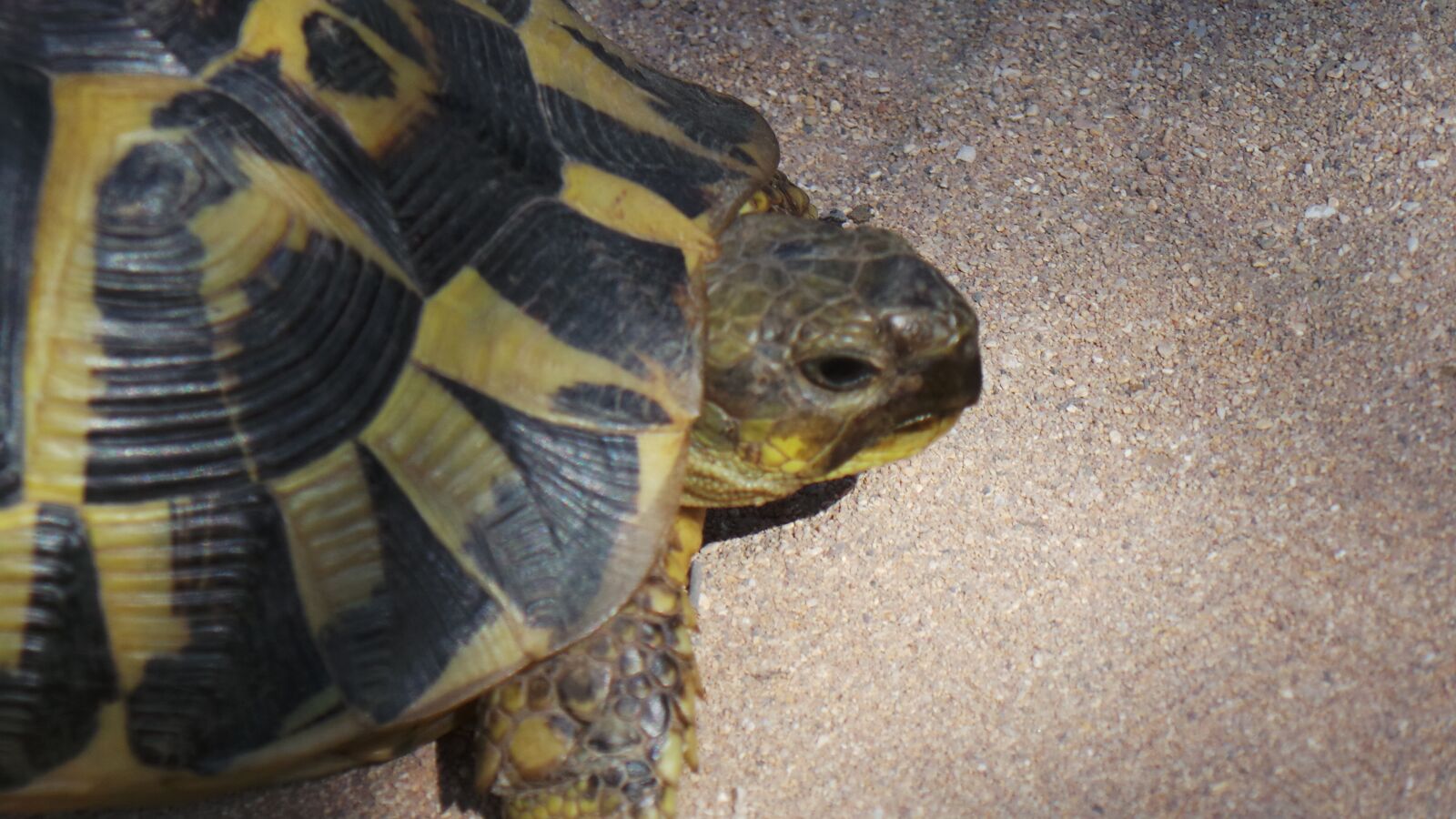 Samsung Galaxy Camera (Wi-Fi) sample photo. Turtle, animal, nature photography