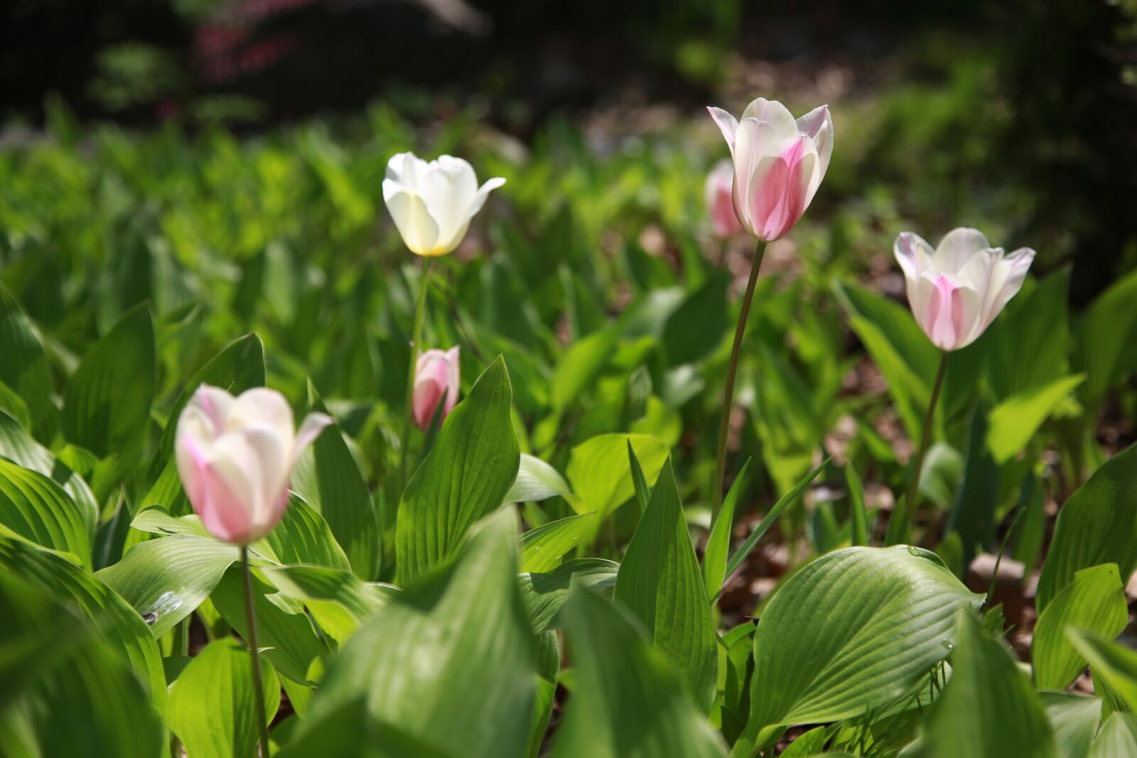 Canon EOS 6D + Canon EF 24-105mm F4L IS USM sample photo. Nature, plants, flowers photography