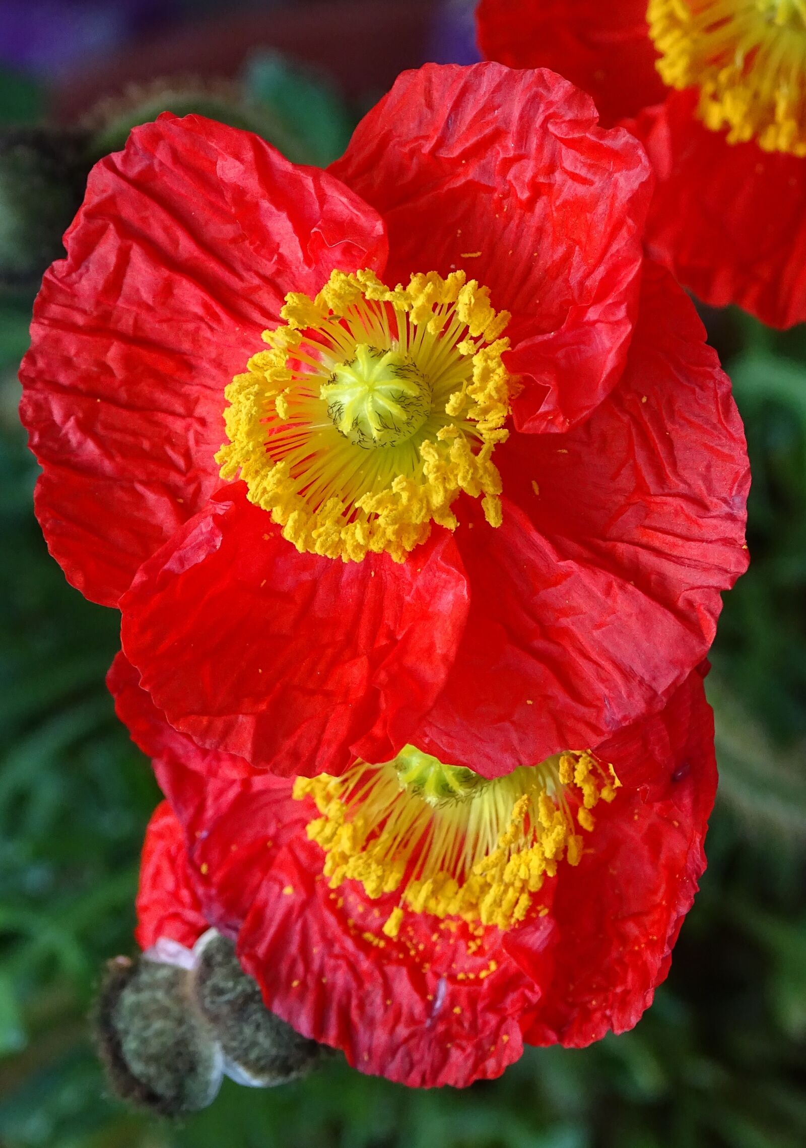 Sony Cyber-shot DSC-HX400V sample photo. Flower, poppy, blossom photography