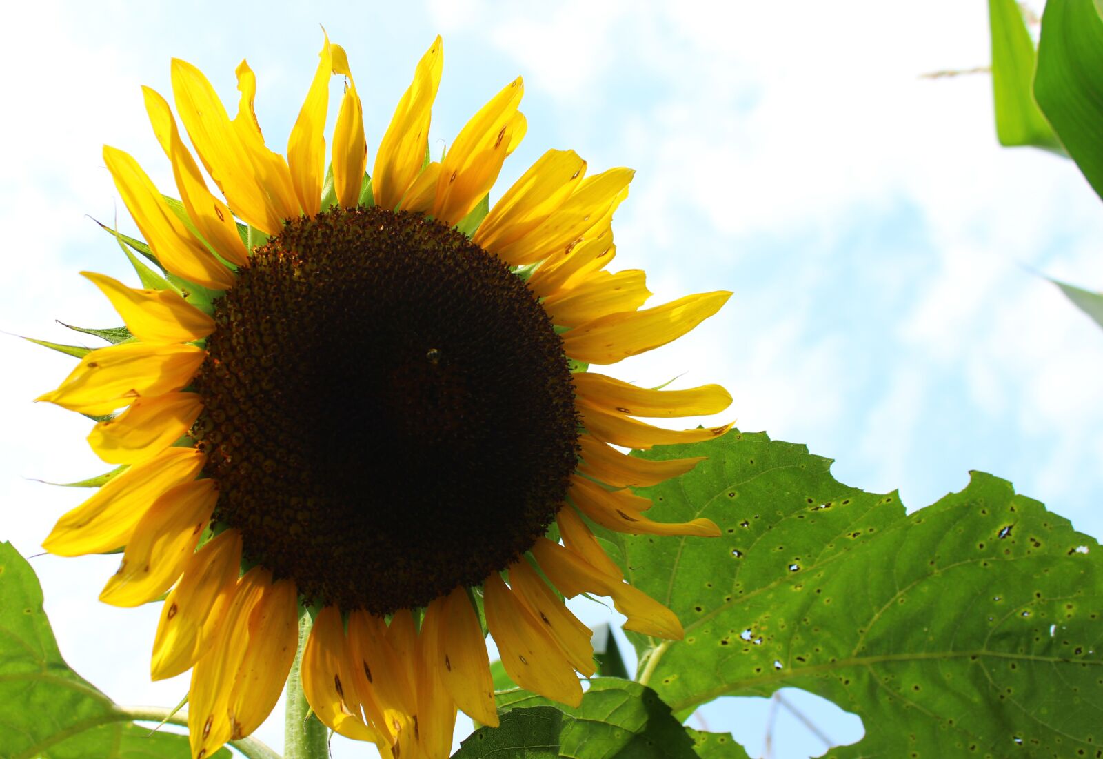 Canon EOS sample photo. Plant, sunflower, flower photography