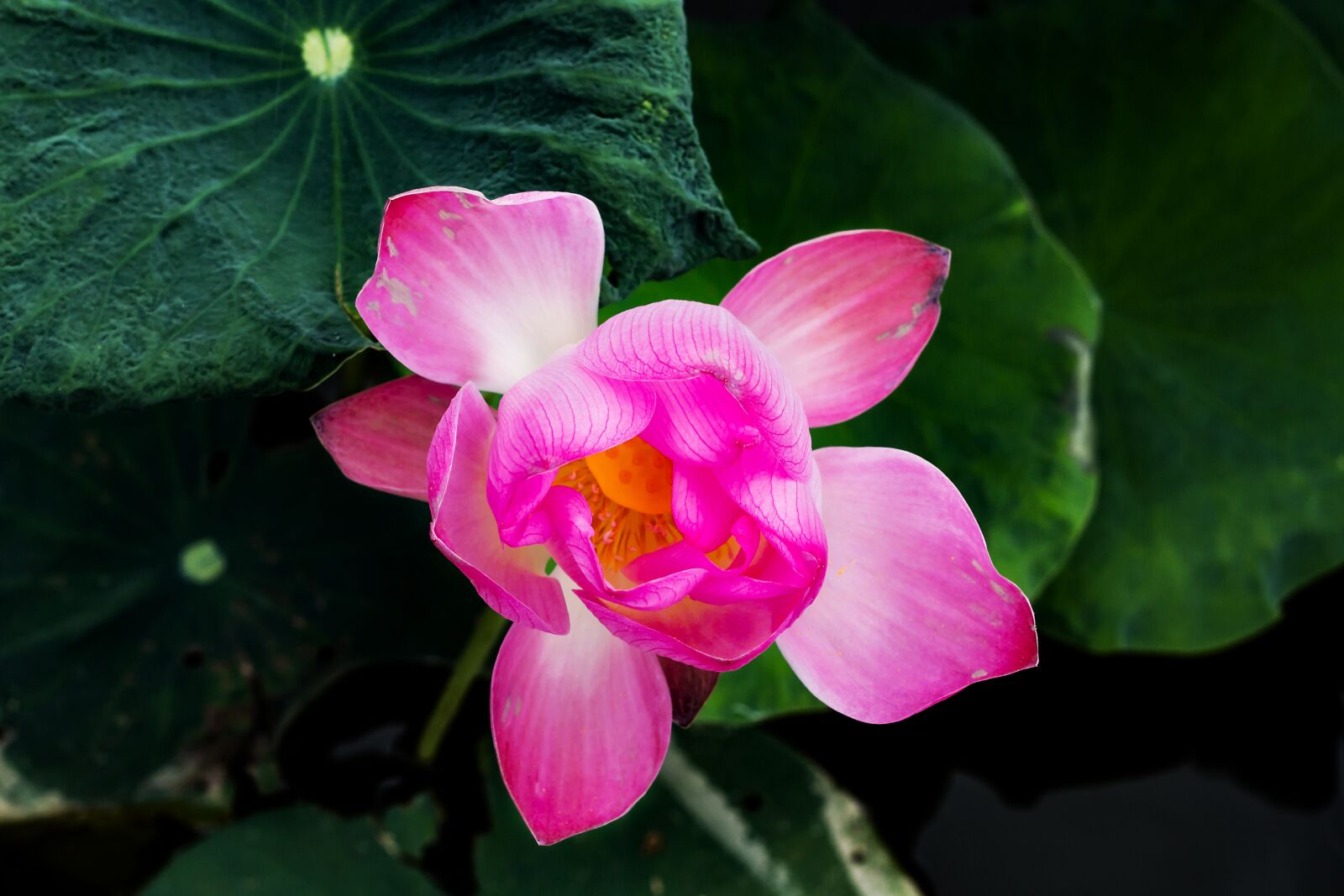 Canon EOS 700D (EOS Rebel T5i / EOS Kiss X7i) + Canon EF 50mm F1.8 II sample photo. Flower, lotus, home photography