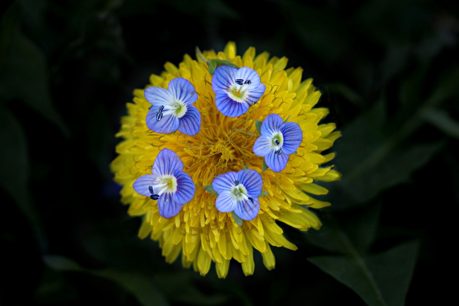 Canon EF-S 60mm F2.8 Macro USM sample photo. Dandelion, yellow, flower photography
