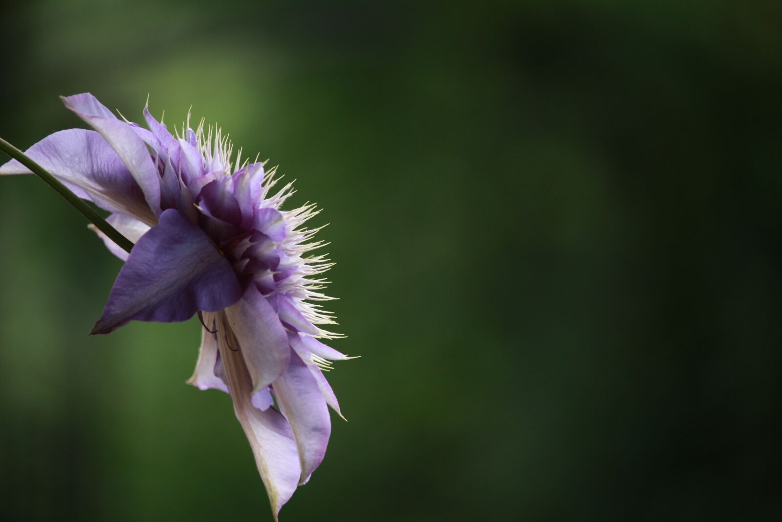 Canon EF-S 55-250mm F4-5.6 IS STM sample photo. Flower, clematis, blossom photography