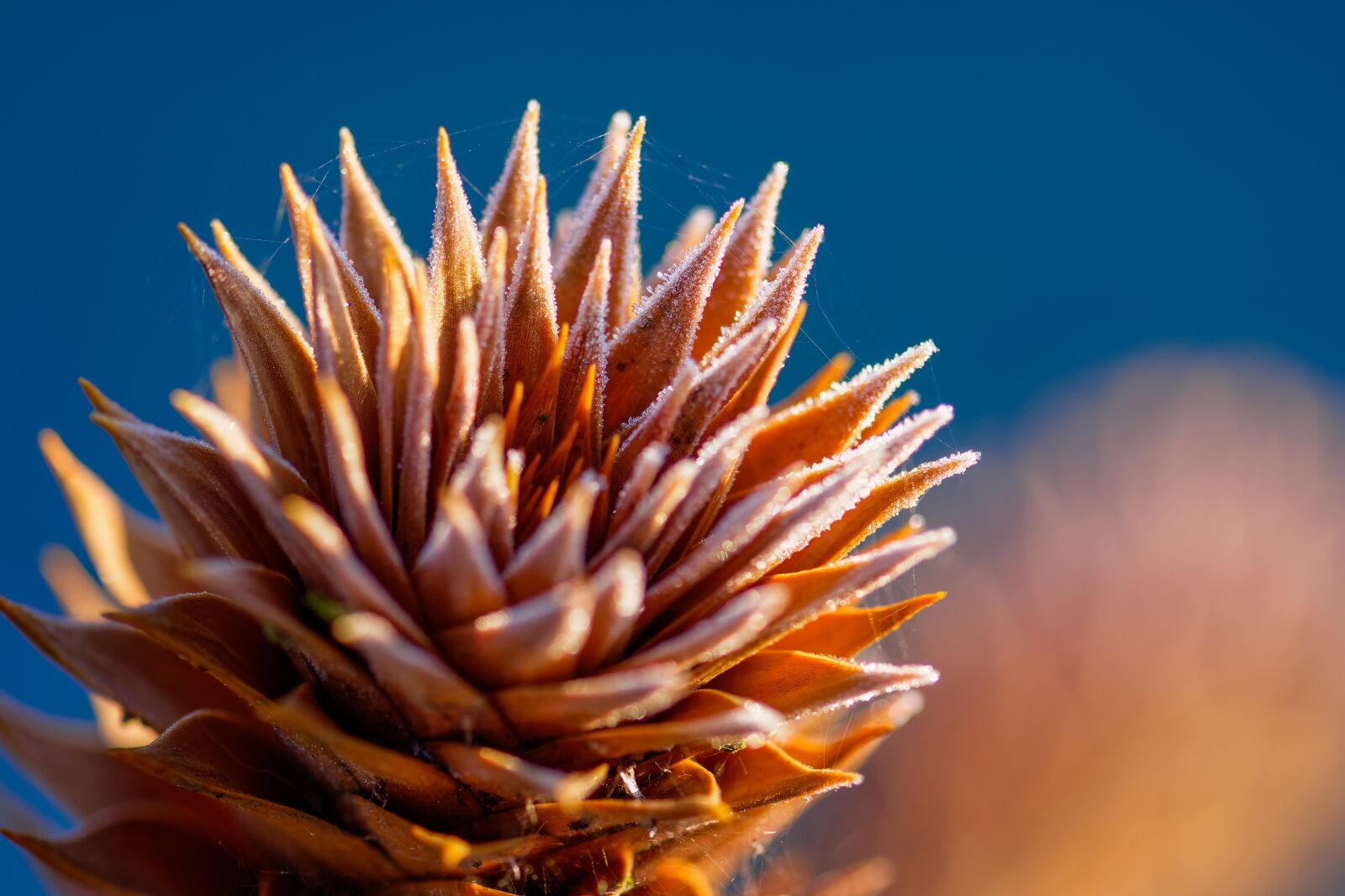 Nikon D7200 sample photo. Chilean schmucktanne, frost, ice photography