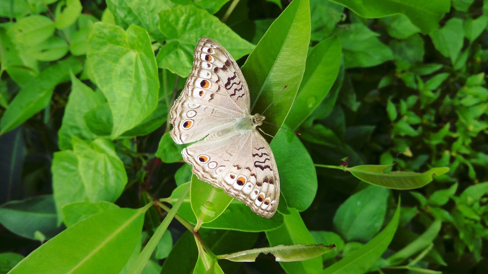 Xiaomi Redmi Note3 sample photo. Nature, insect, butterfly photography