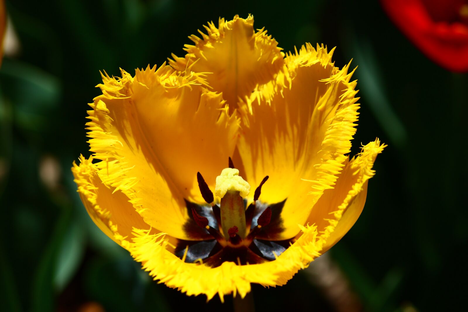 Canon EOS 600D (Rebel EOS T3i / EOS Kiss X5) sample photo. Yellow tulip, cut-leaved, tulips photography