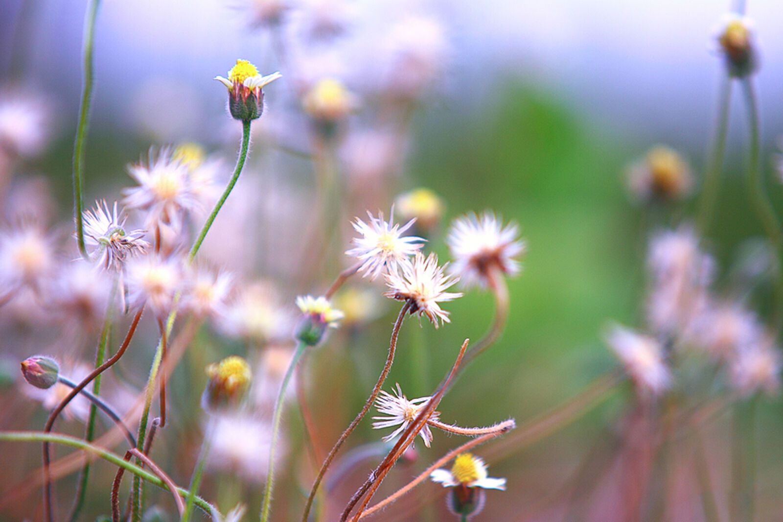 Canon EOS 50D sample photo. Selective, focus, of, white photography