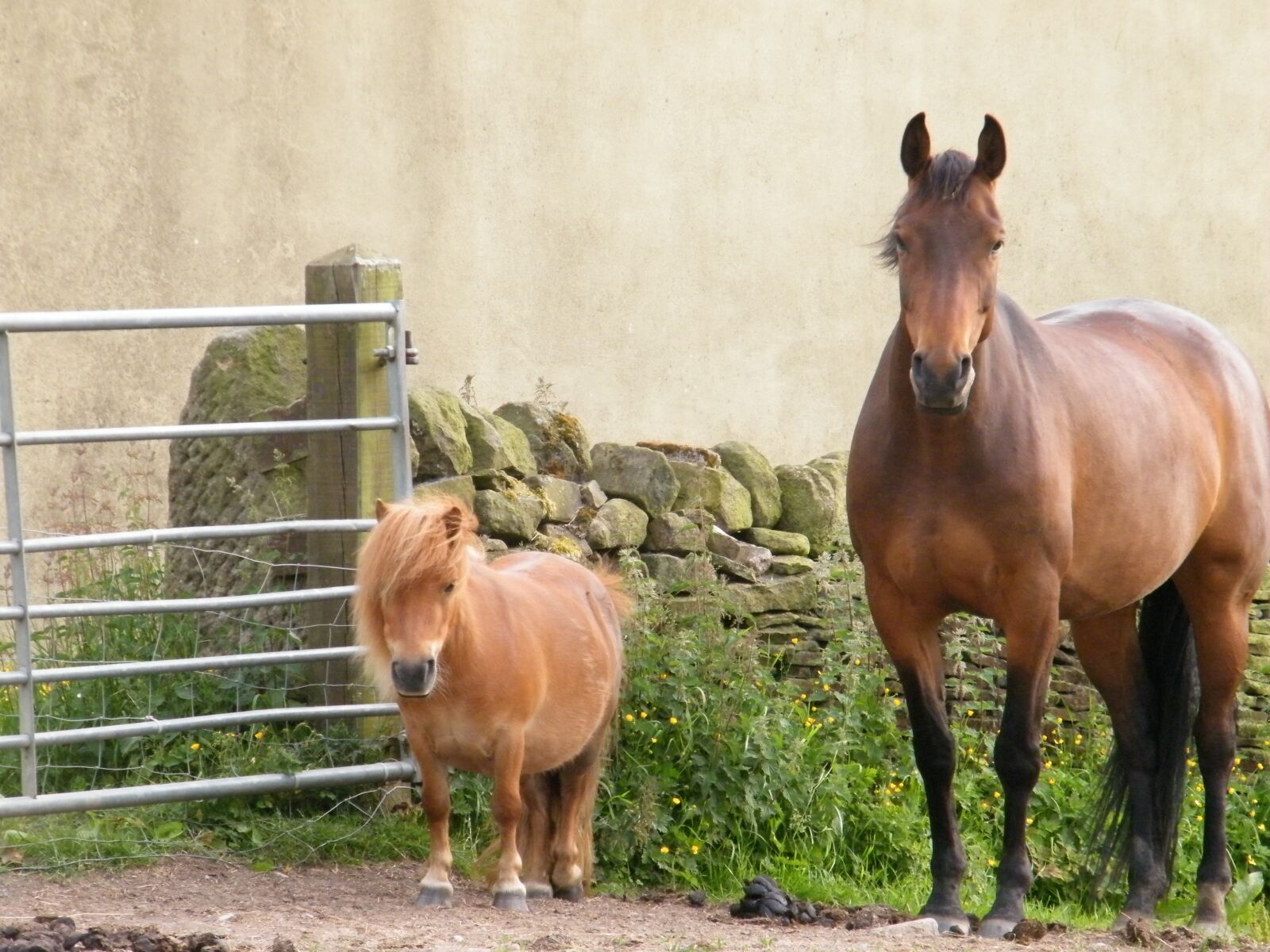 Fujifilm FinePix S2000HD sample photo. Horse, pony, animal photography