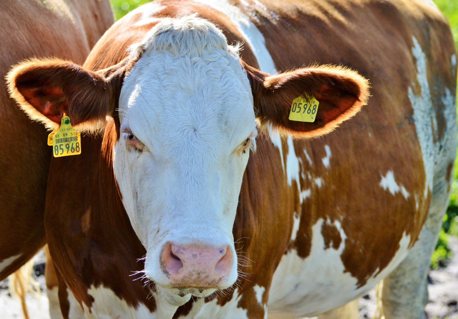 Nikon D3200 sample photo. Cow, beef, ruminant photography