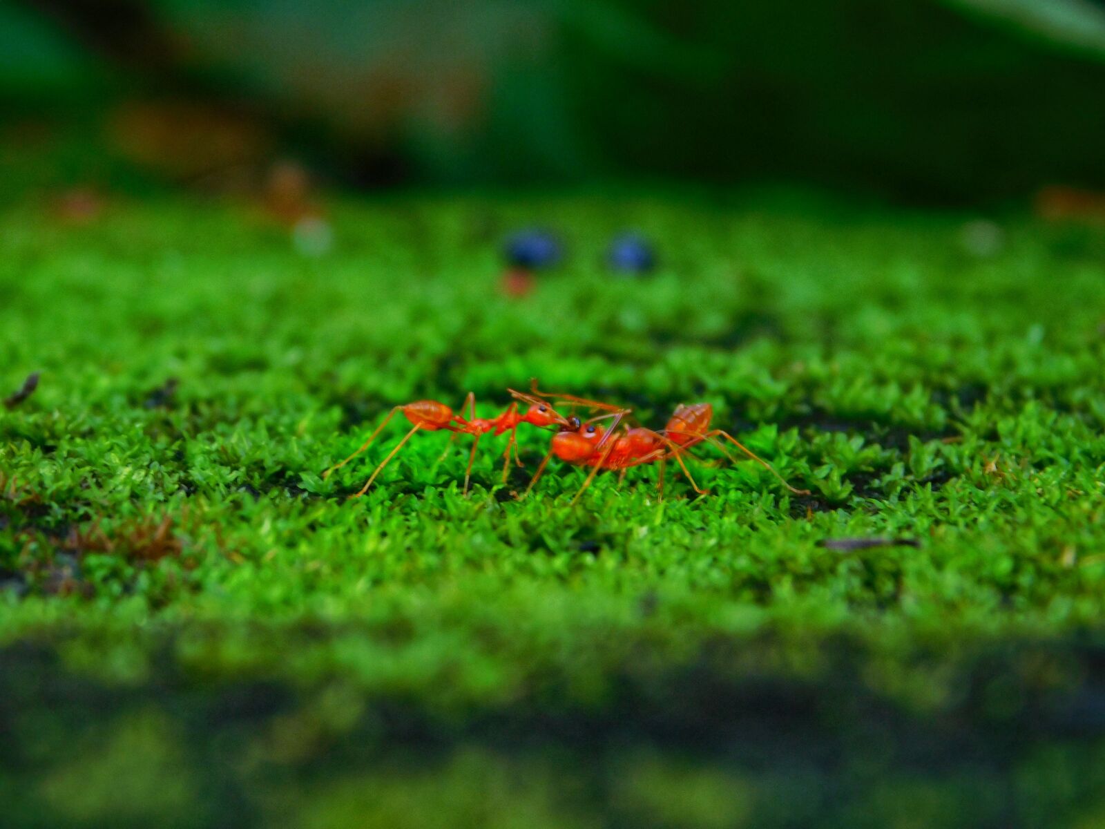 Nikon Coolpix L840 sample photo. Ante, grass, green photography