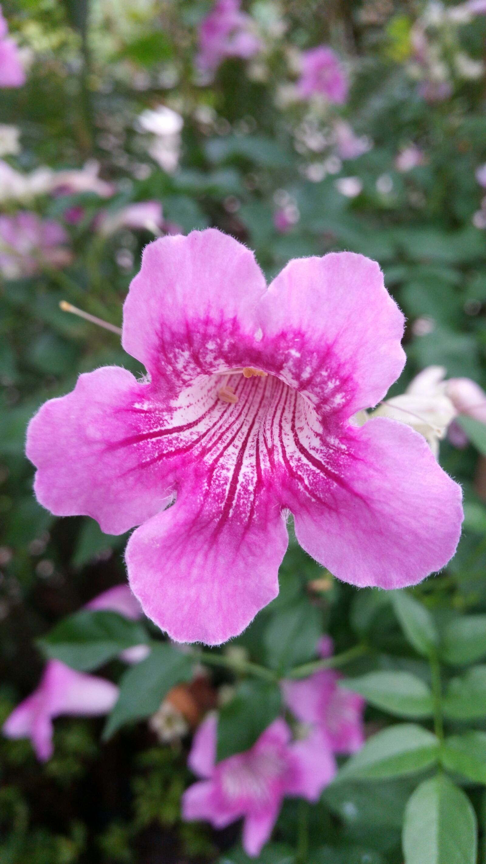 Samsung Galaxy S5 sample photo. Flower, flowers, flowers thailand photography