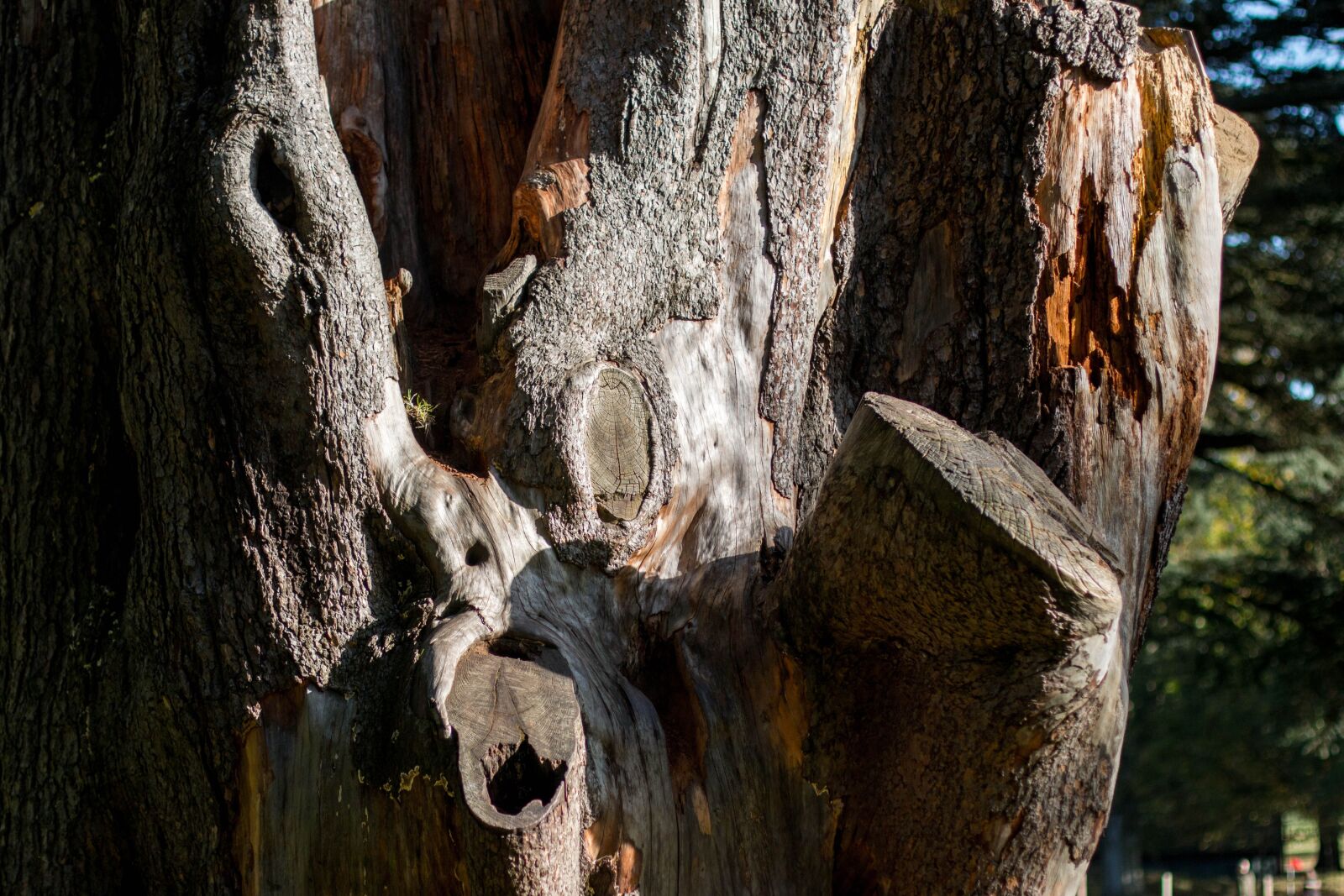 Canon EOS 70D + Canon EF 50mm F1.4 USM sample photo. Nature, tree, natural photography
