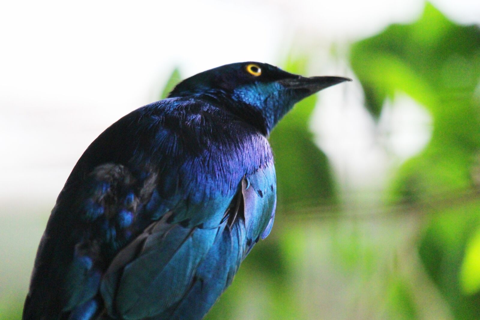 Canon EOS M2 sample photo. Bird, animal, zoo photography