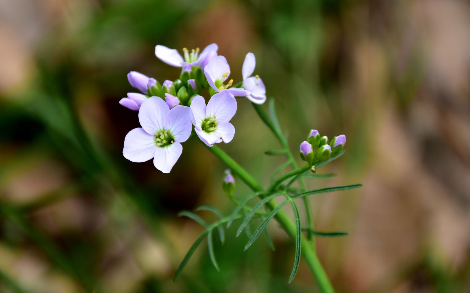 Nikon D7200 sample photo. Nature, plant, at the photography