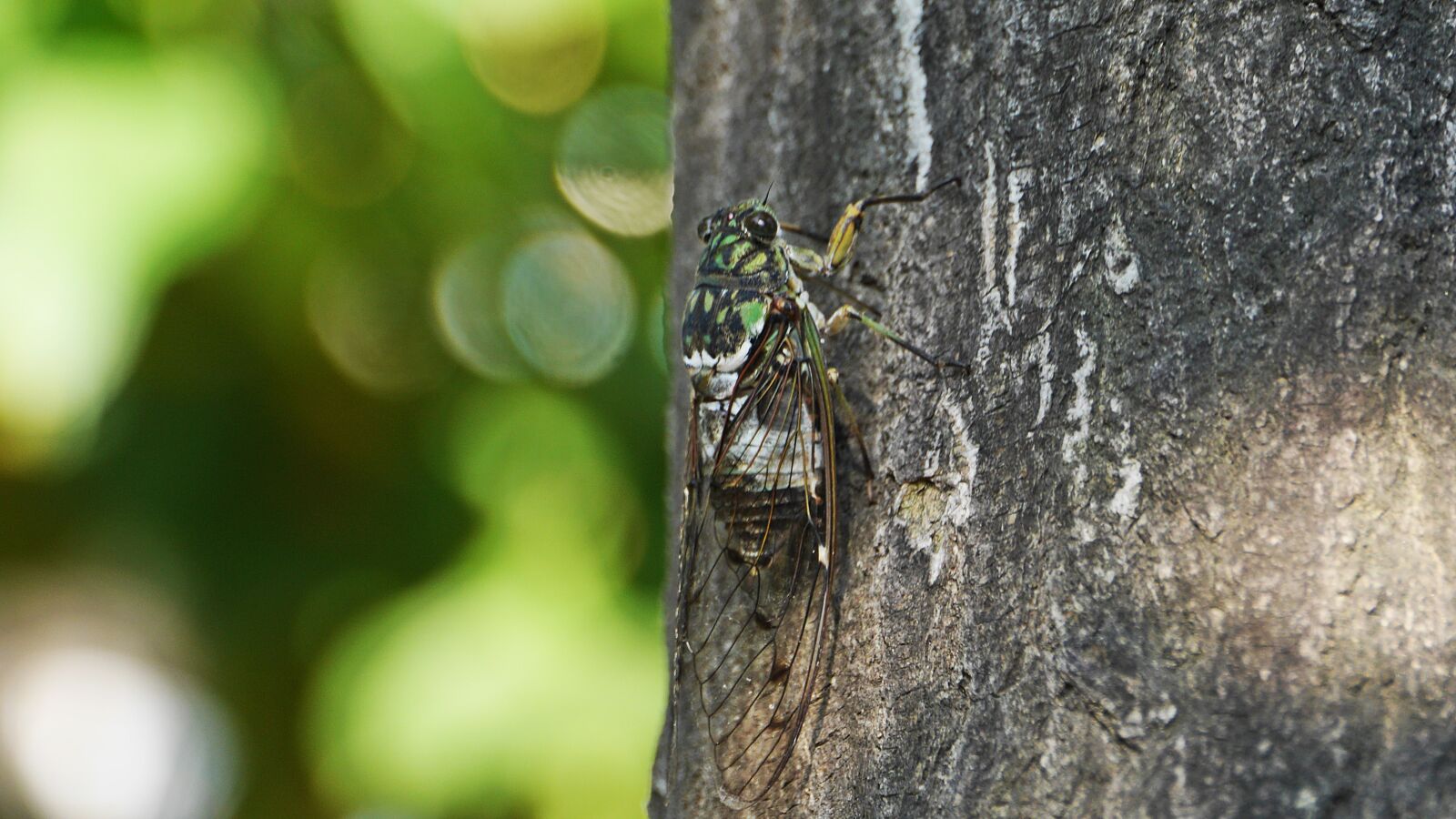 Panasonic Lumix DMC-GH3 sample photo. Cicada, insects, summer photography