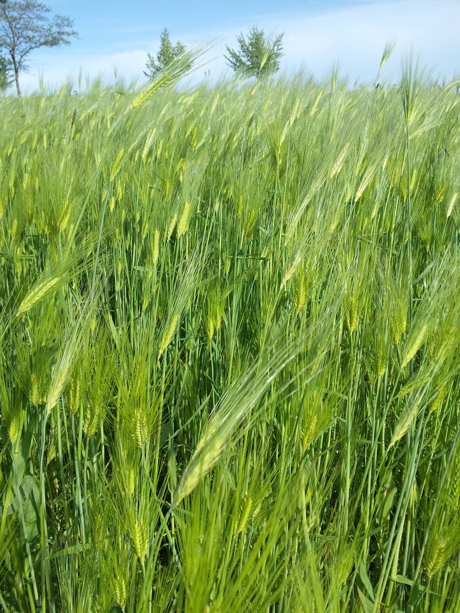 Samsung Galaxy S2 sample photo. Farm, windy, nature photography