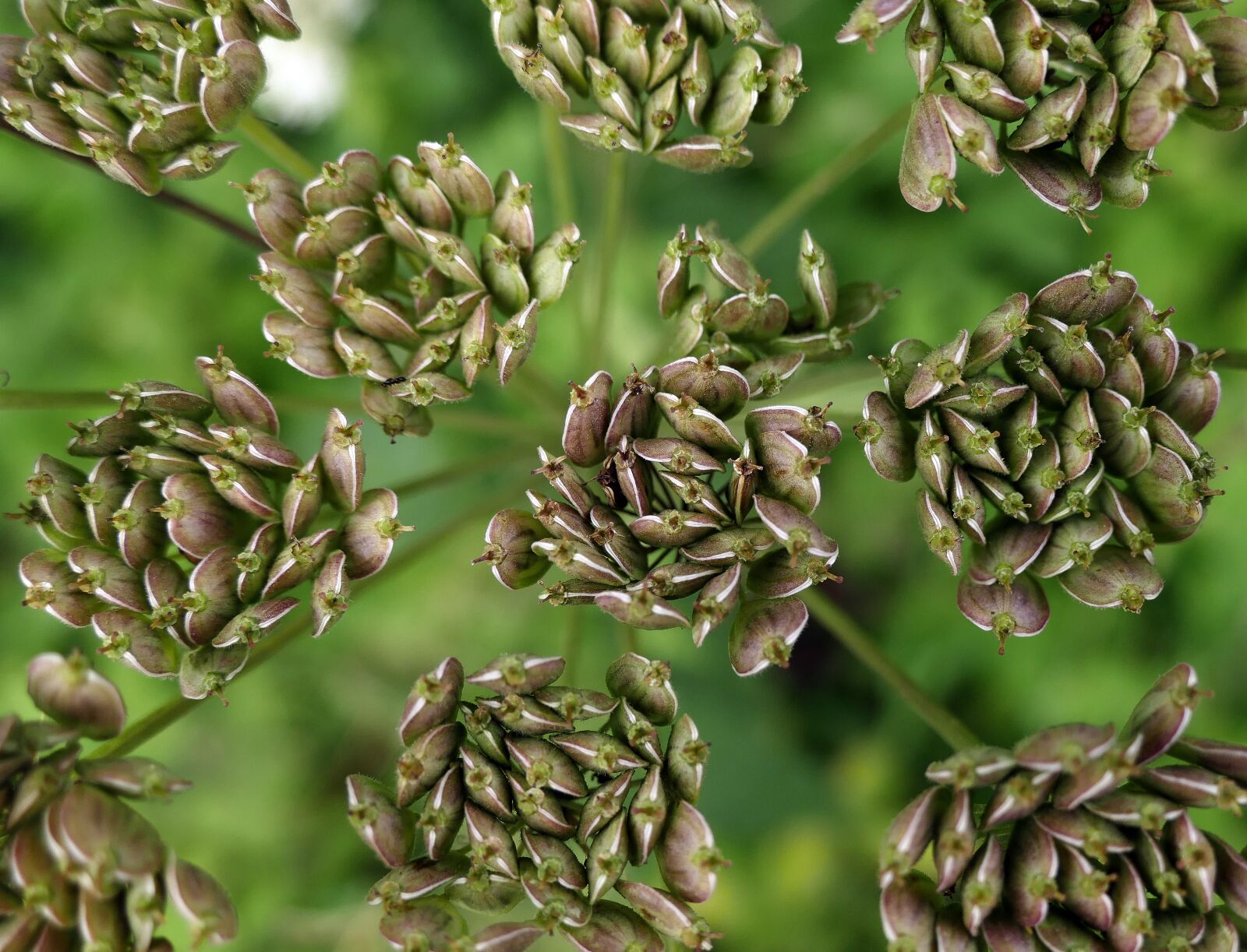 Panasonic Lumix DMC-FZ1000 sample photo. Anise, seeds, gap fruits photography