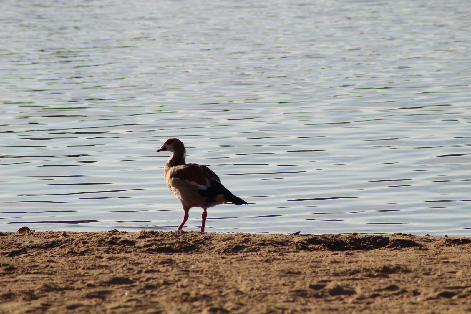 Canon EOS 1300D (EOS Rebel T6 / EOS Kiss X80) sample photo. Lake, bird, bank photography