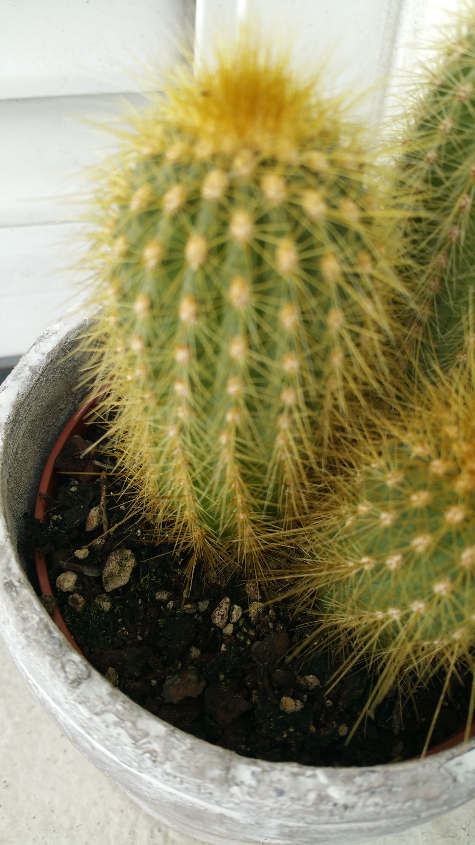 Samsung Galaxy Note4 sample photo. Cactus, ache, pique photography