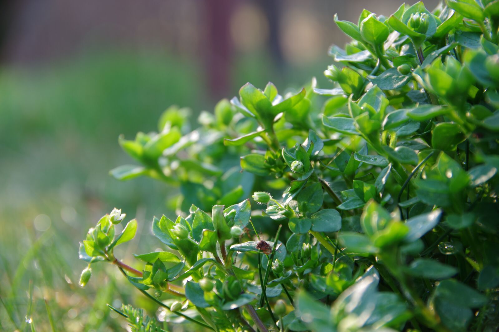 Pentax K-70 sample photo. Bush, green, grass photography