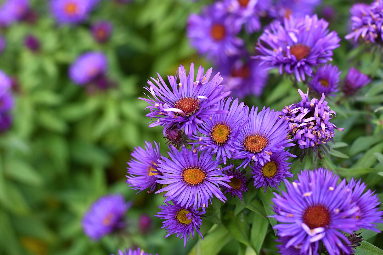 Nikon D7200 sample photo. Aster, smooth aster, aster photography