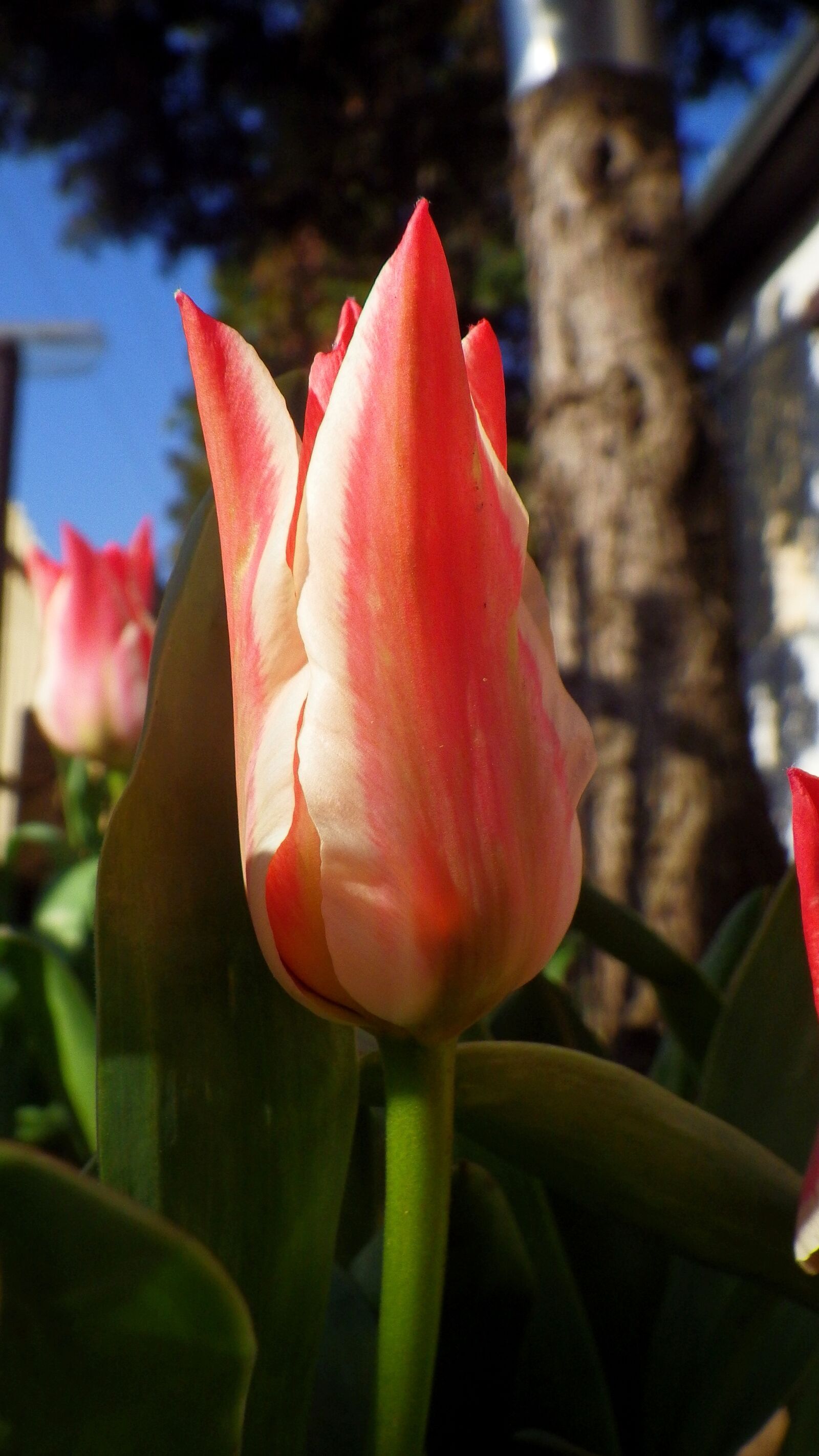Pentax Optio WG-2 sample photo. Nature, flower, tulip photography