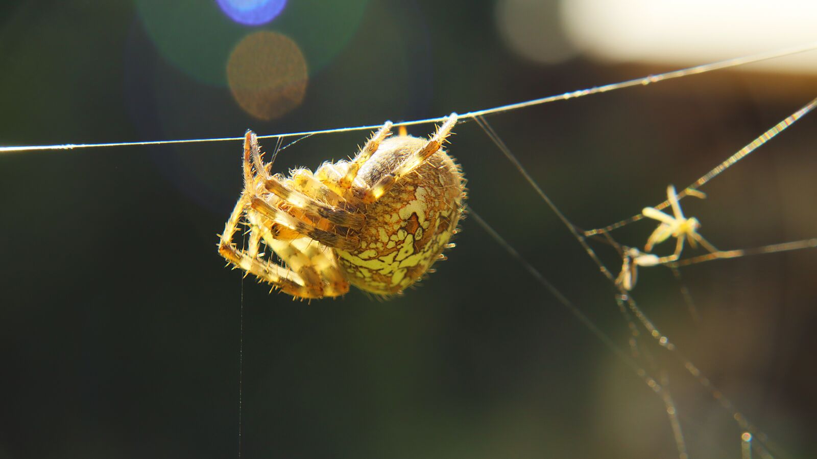 Canon EF-M 15-45mm F3.5-6.3 IS STM sample photo. Insect, cobweb, macro photography