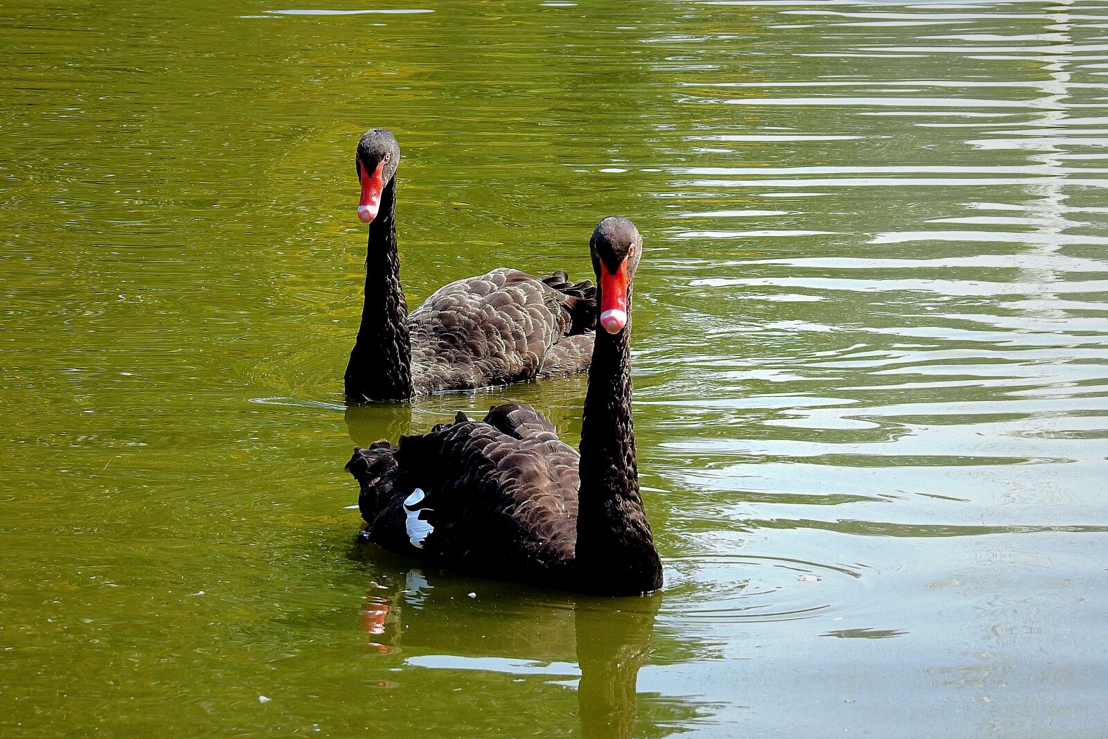 Nikon Coolpix P900 sample photo. Black swan, birds, lake photography