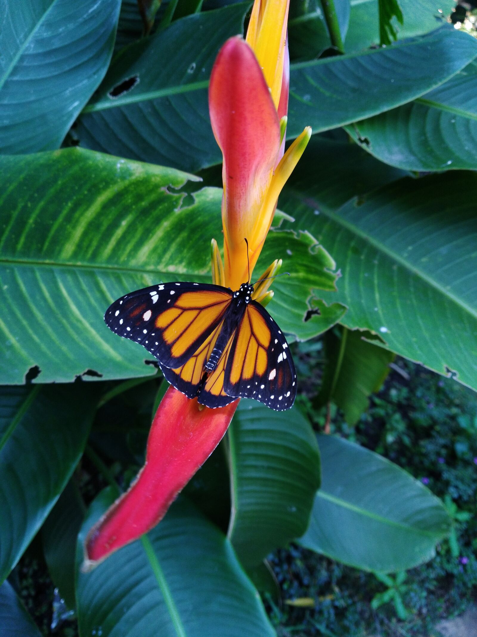 HUAWEI Y7 sample photo. Butterfly, leaves, wings photography