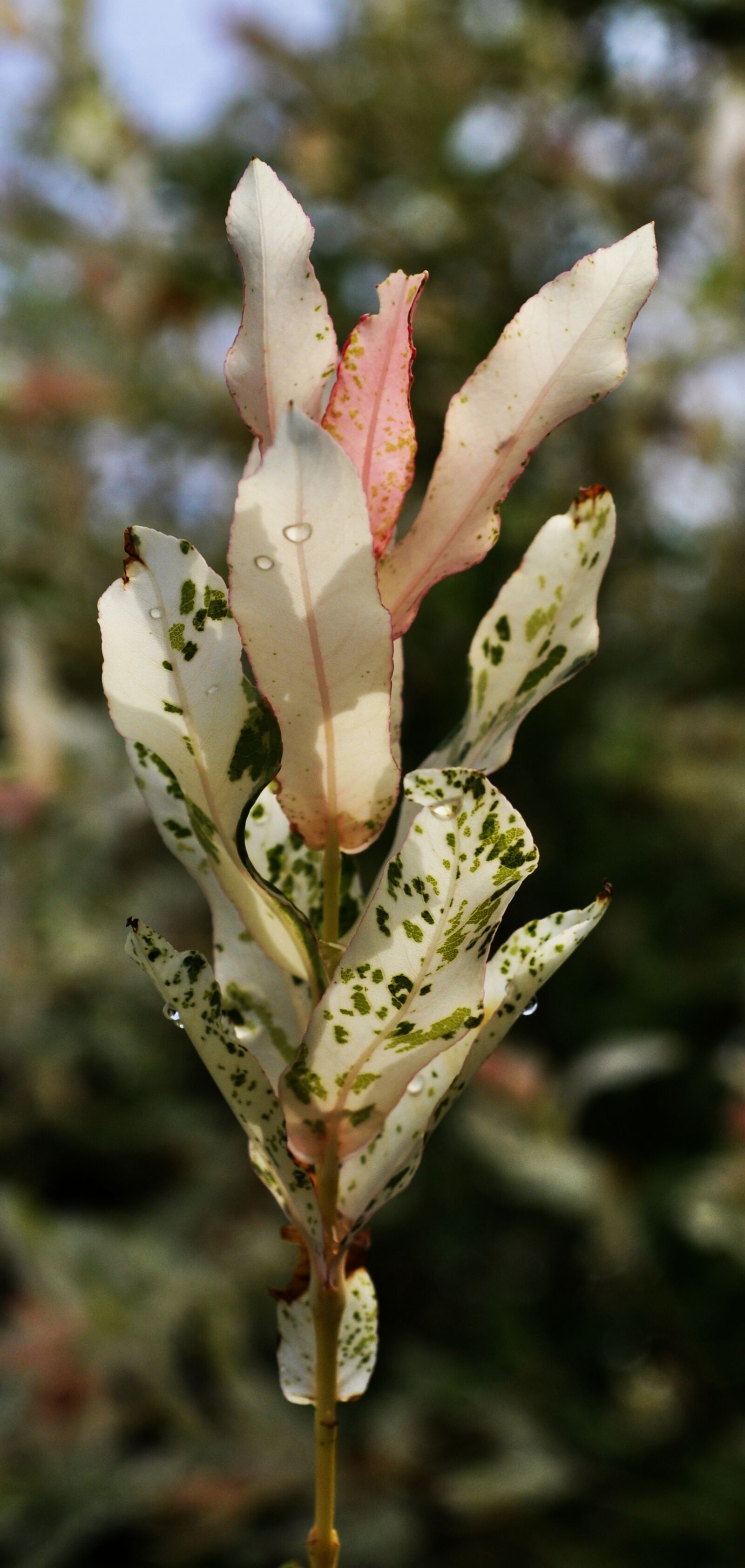 Nikon D5000 sample photo. Garden, sprig, nature photography