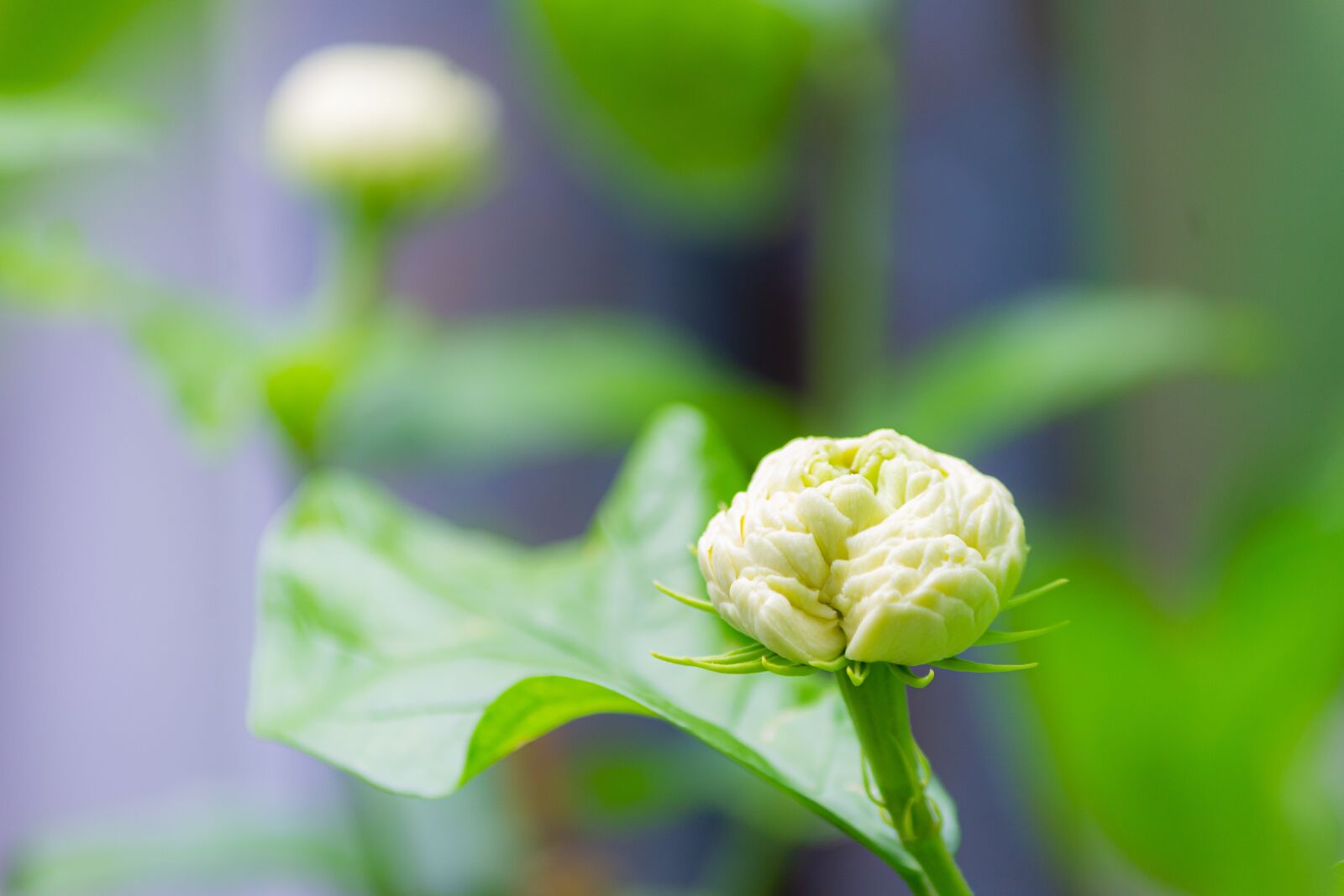 Canon EF-S 55-250mm F4-5.6 IS sample photo. Macro, sunlight, flower garden photography