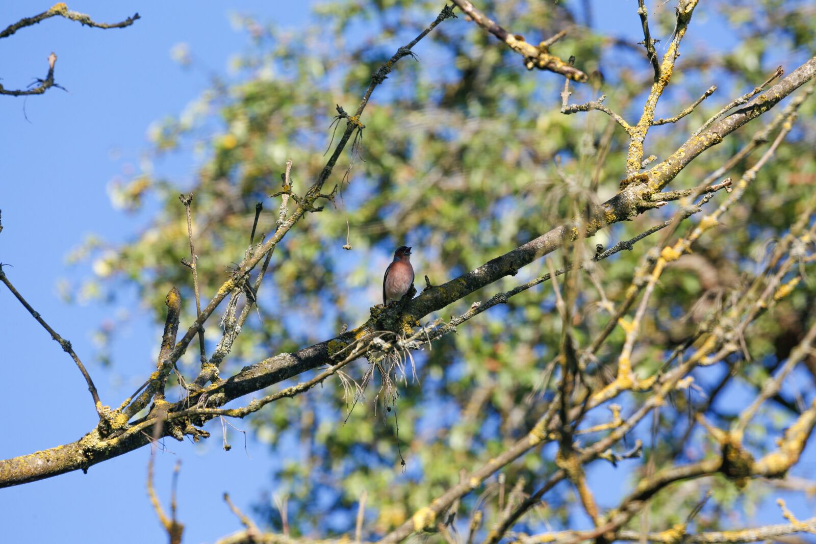 Canon EOS 5D Mark III sample photo. Bird, songbird, animal photography