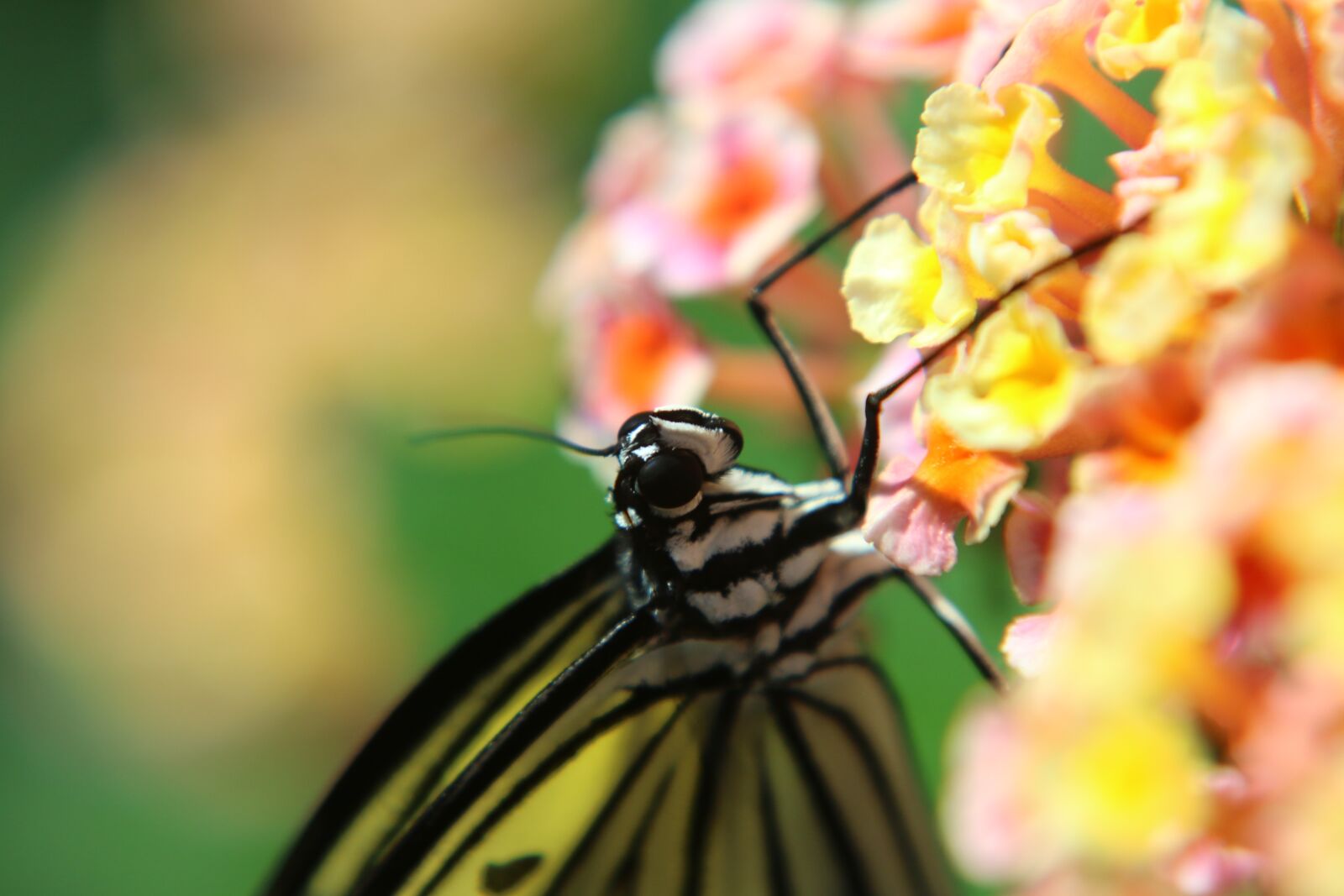 Canon EOS 70D + Canon EF 24-105mm F4L IS USM sample photo. Butterfly, insect, macro photography