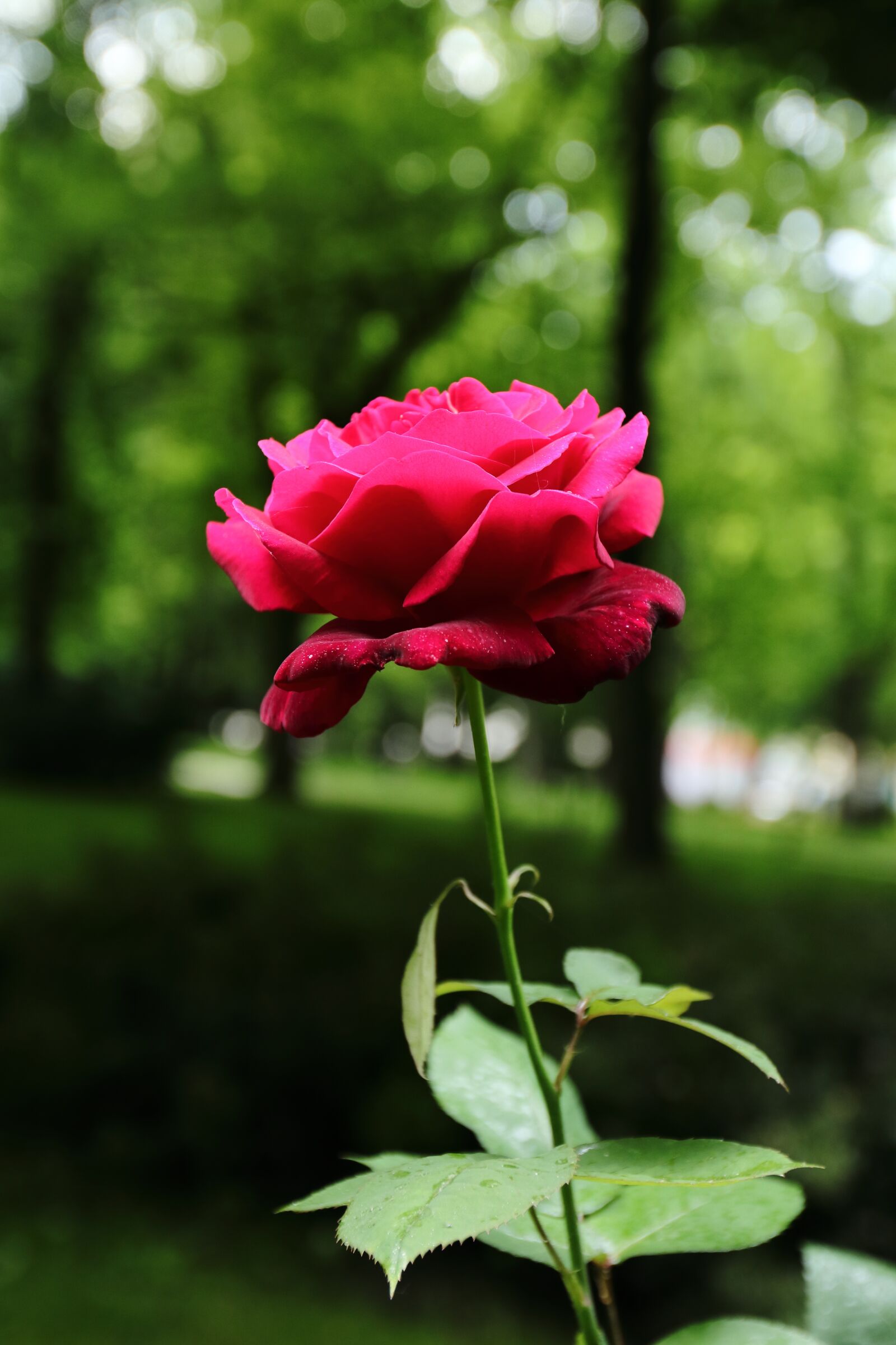 Canon EF 16-35mm F2.8L II USM sample photo. Rose, flower, bloom photography