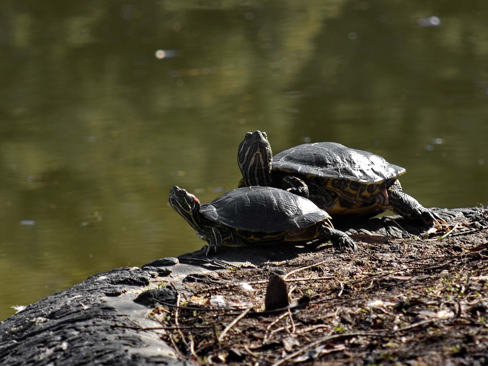 Nikon D5500 sample photo. Tortoise, wildlife, turtle, pool photography