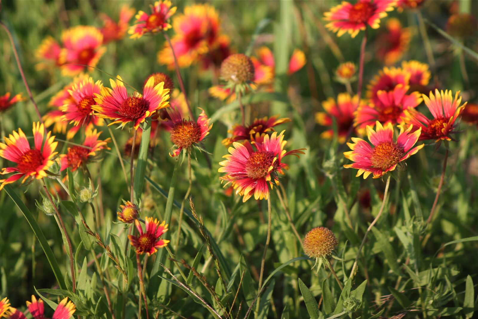 Canon EOS 1100D (EOS Rebel T3 / EOS Kiss X50) sample photo. Indian blanket, red flower photography