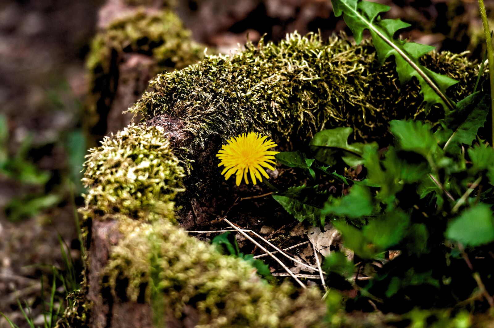 Nikon D5000 sample photo. Nature, plant, leaf photography