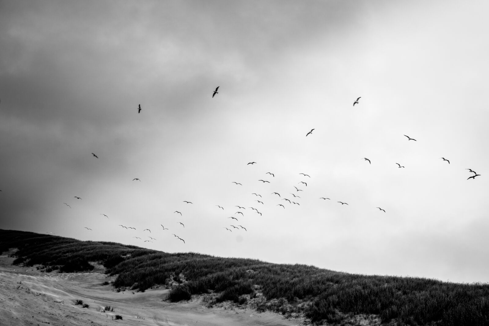 Sony a6000 + Sigma 30mm F2.8 EX DN sample photo. Birds, nature, flying photography