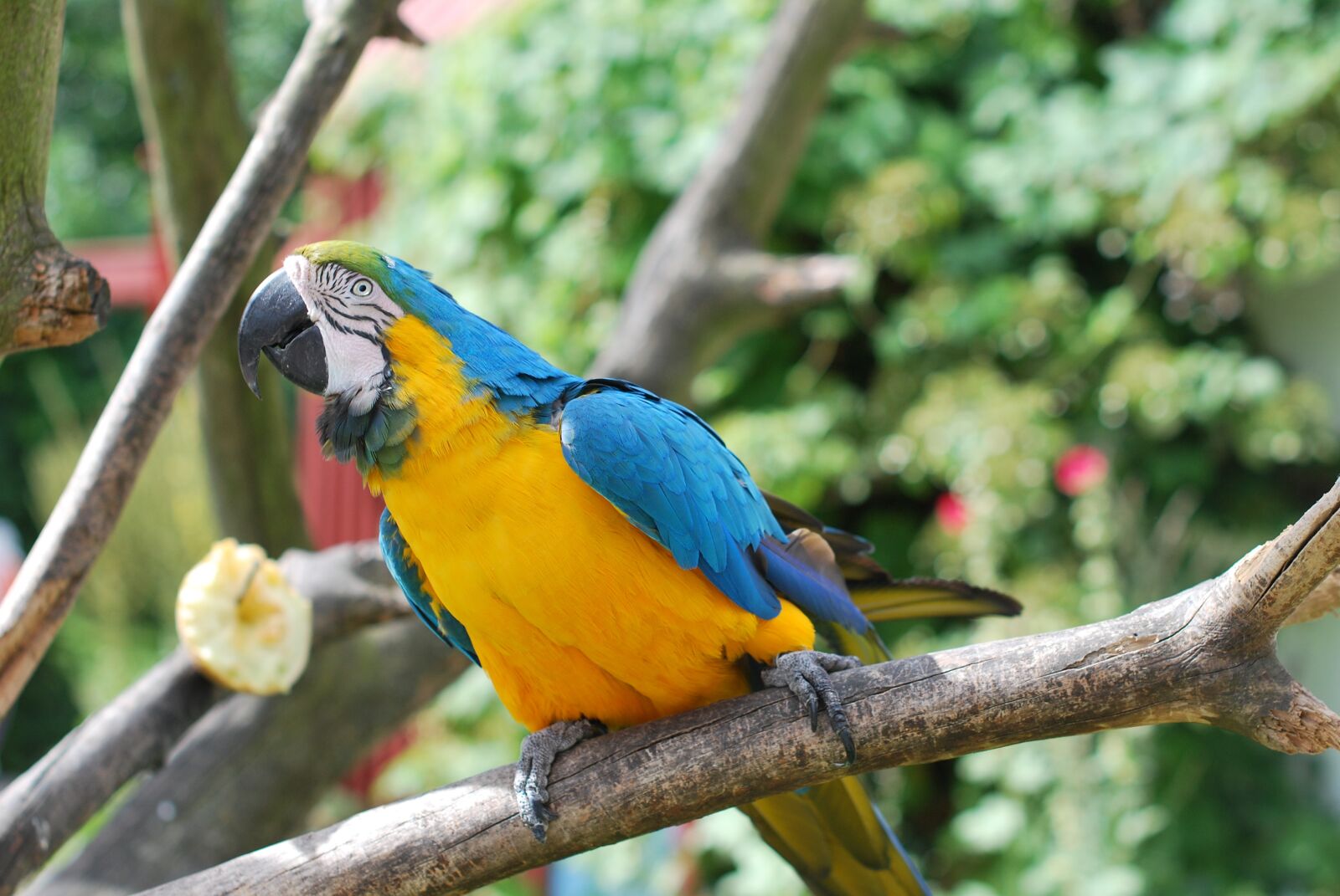 Nikon D60 sample photo. Parrot, bird, nature photography