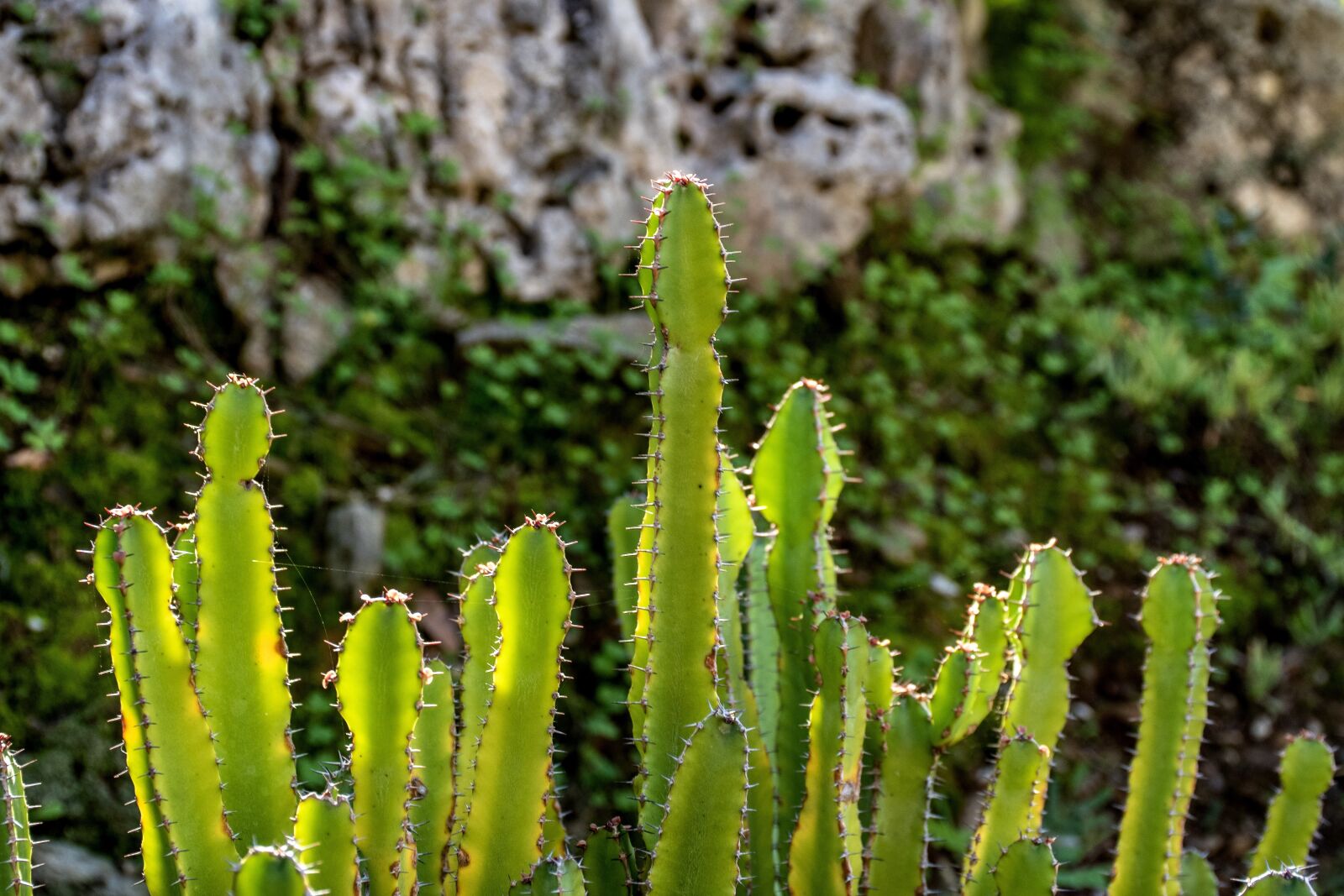 Nikon D5600 sample photo. Cacti, cactus, plants photography