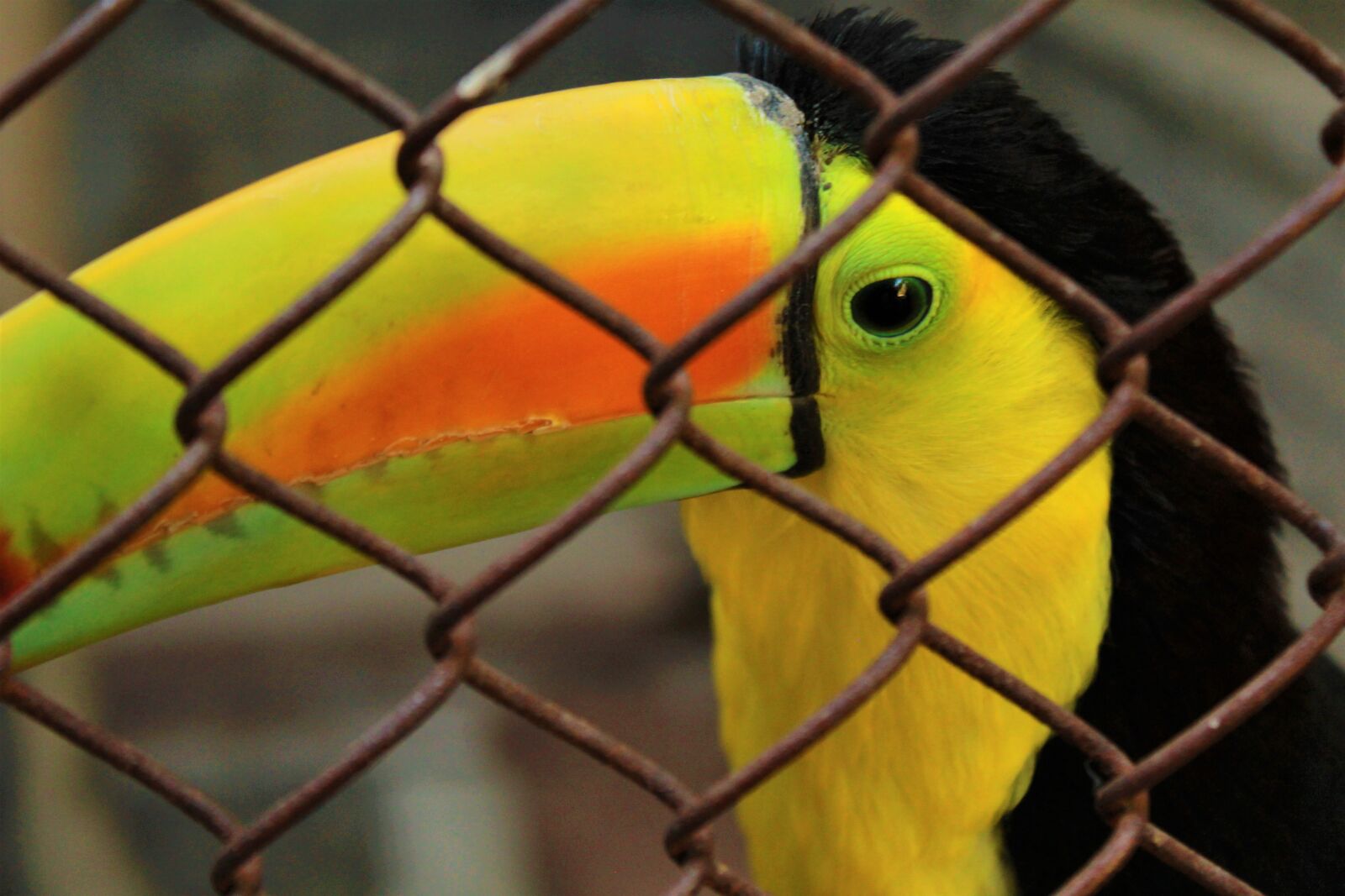 Canon EOS 1300D (EOS Rebel T6 / EOS Kiss X80) sample photo. Toucan, bird, nature photography