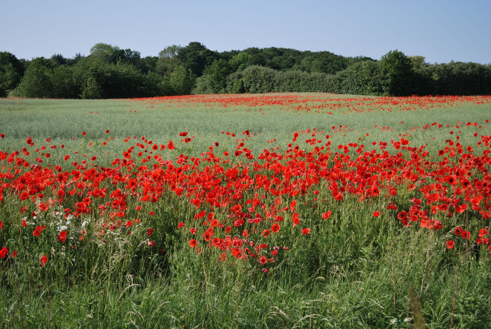 Nikon D60 sample photo. Poppies, mark, poppy photography