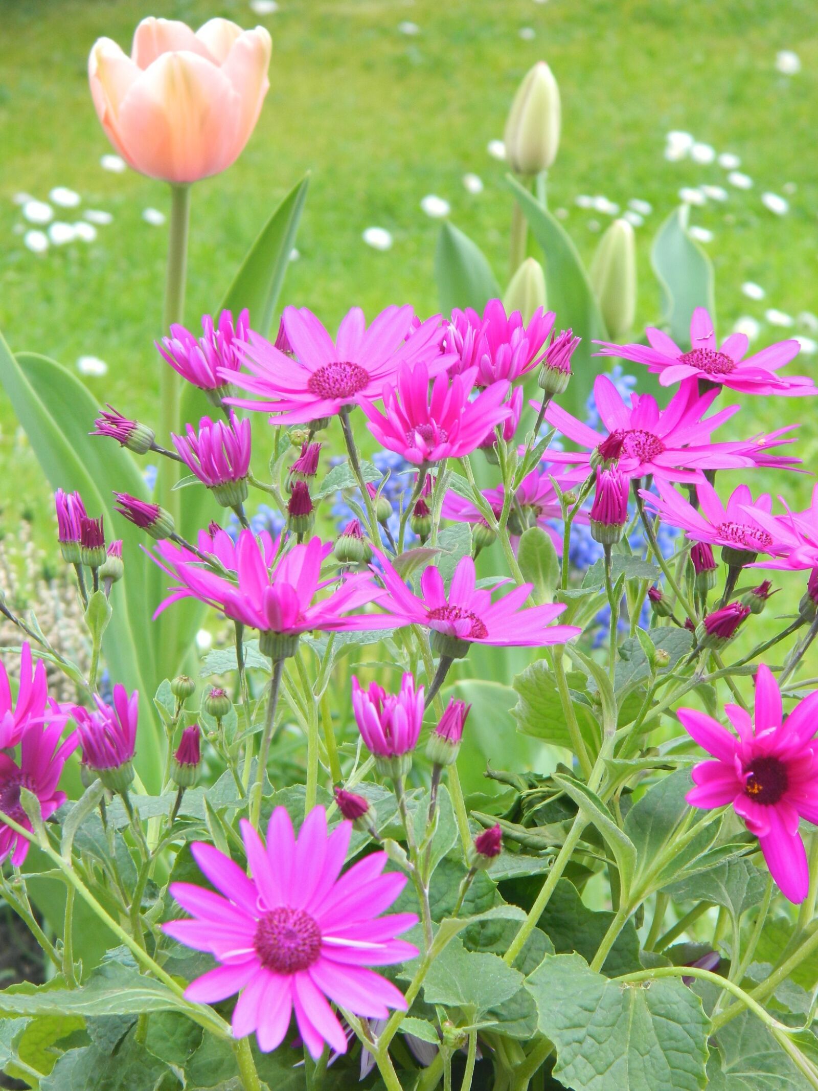 Nikon Coolpix L120 sample photo. Flower, plant, nature photography