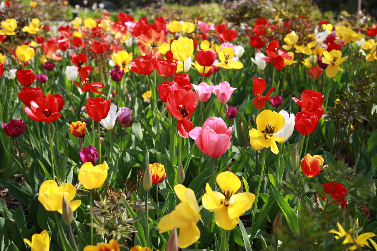 Canon EOS 6D + Canon EF 24-105mm F4L IS USM sample photo. Tulip, garden, nature photography