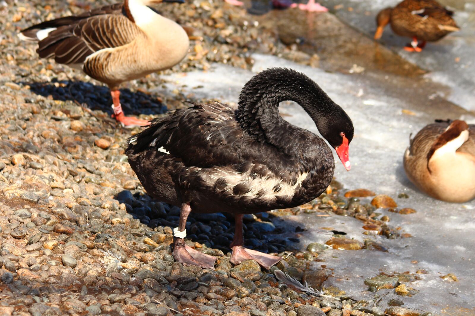Canon EOS 650D (EOS Rebel T4i / EOS Kiss X6i) sample photo. Black swan, cygnus atratus photography