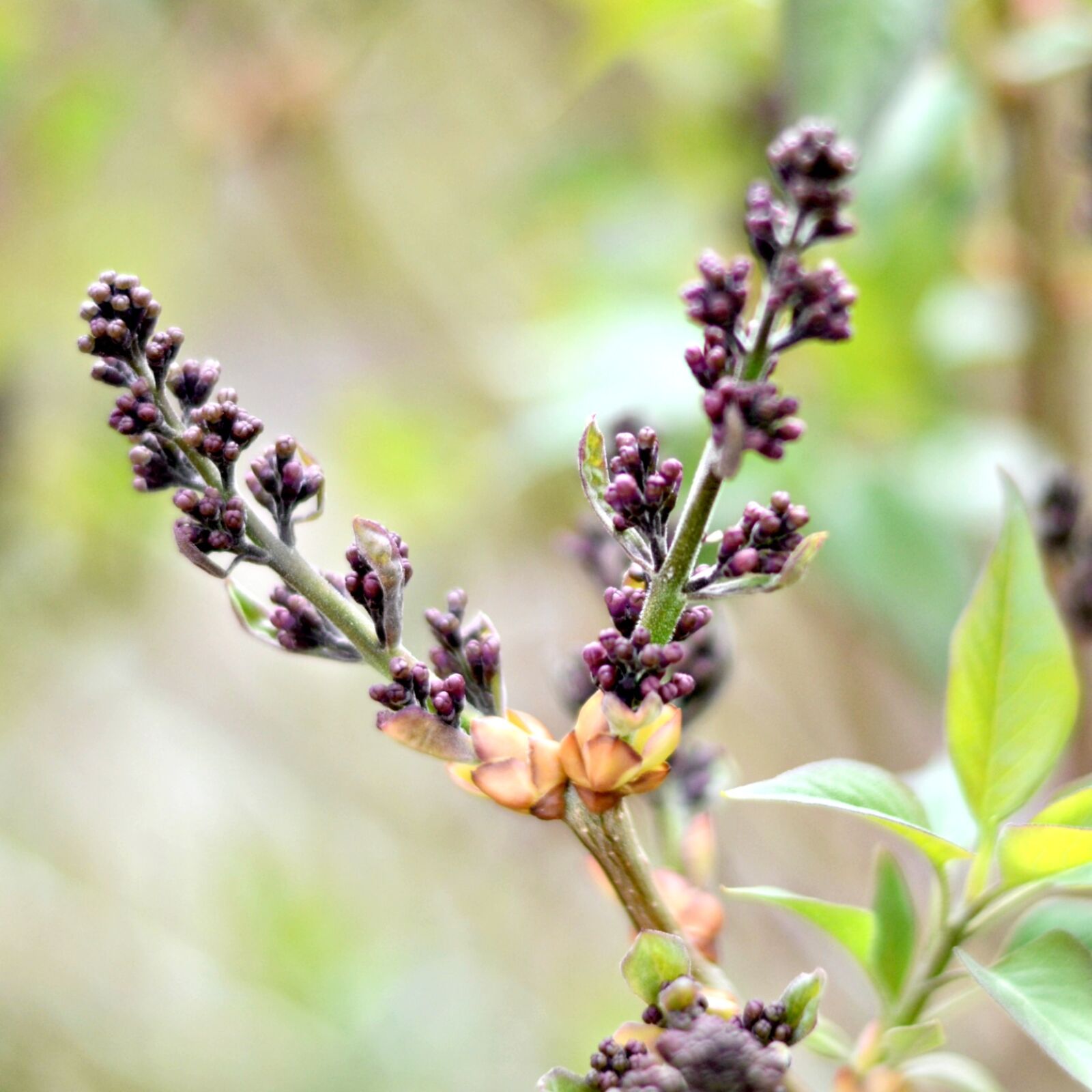 Nikon D7100 sample photo. Bloom, blooming, flower, fruhling photography